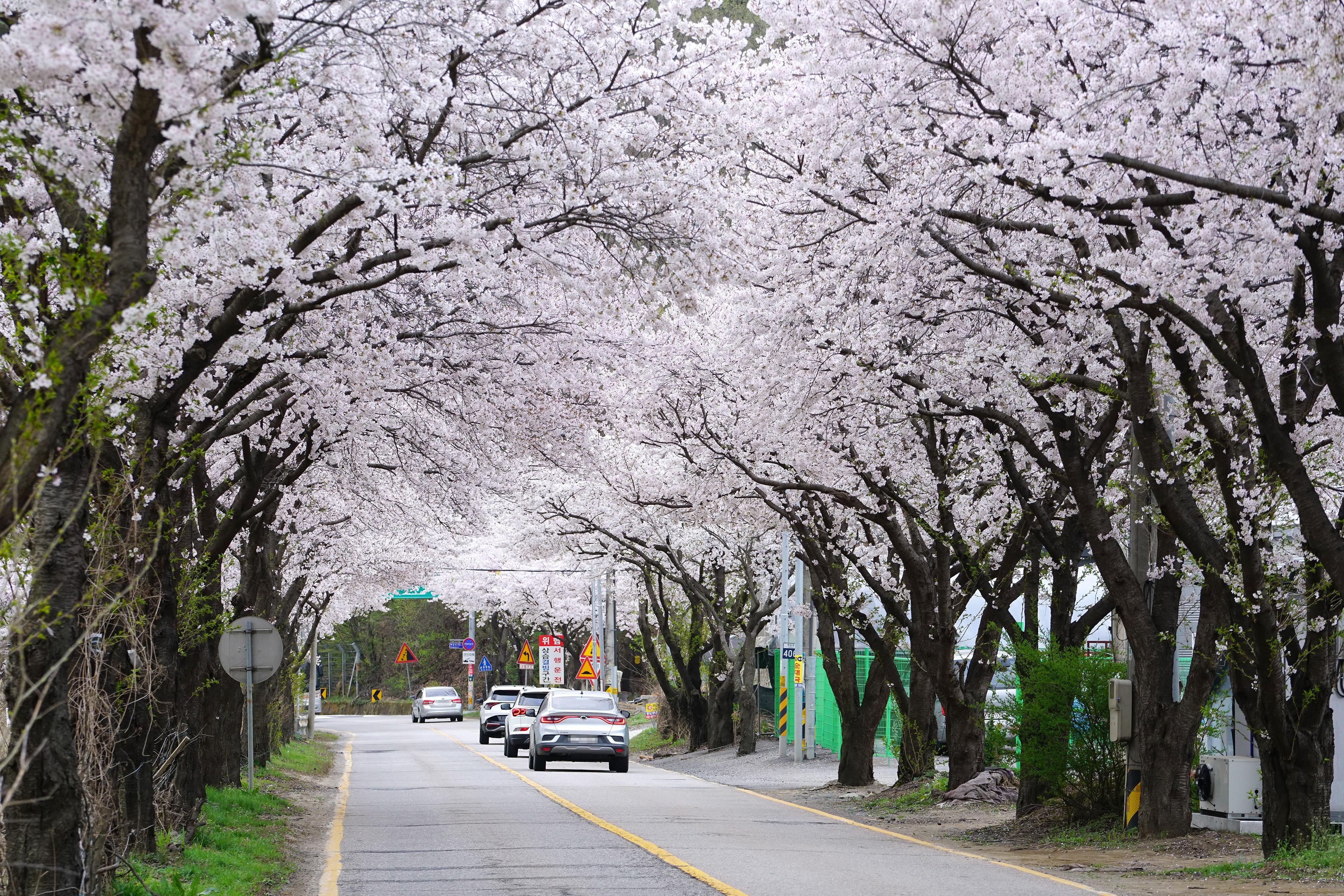 벚꽃 구경 멀리 갈 이유 없다, 광주에 다 있으니까(광주시 벚꽃) (3).jpg