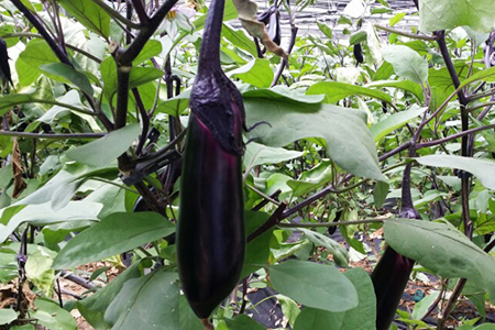 Eggplants