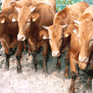 시의 동물 : 소(牛)